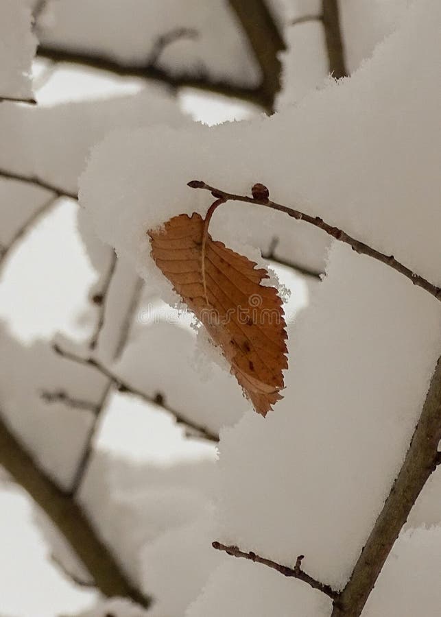 Желтый лист с кристаллы снега на краю на снежной ветви дерева