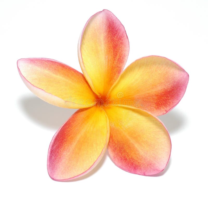 желтый цвет plumeria стоковые изображения rf желтый цвет plumeria стоковые изображения rf