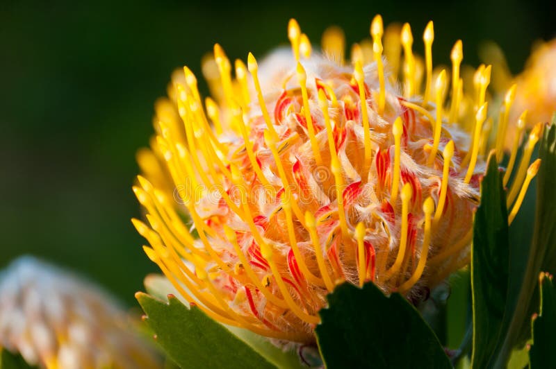 желтый цвет protea pincushion стоковая фотография желтый цвет protea pincushion стоковая фотография