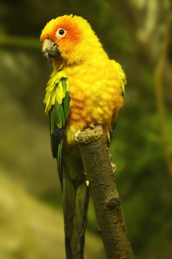 Portrait of a yellow parrot. About 220 species of true parrots (subfamily Psittacinae) are found worldwide in warm regions. With brilliantly coloured feathers, they eat seeds, buds, and some fruit and insects and have a blunt tongue, which is used to mimic human speech with great accuracy. Portrait of a yellow parrot. About 220 species of true parrots (subfamily Psittacinae) are found worldwide in warm regions. With brilliantly coloured feathers, they eat seeds, buds, and some fruit and insects and have a blunt tongue, which is used to mimic human speech with great accuracy.