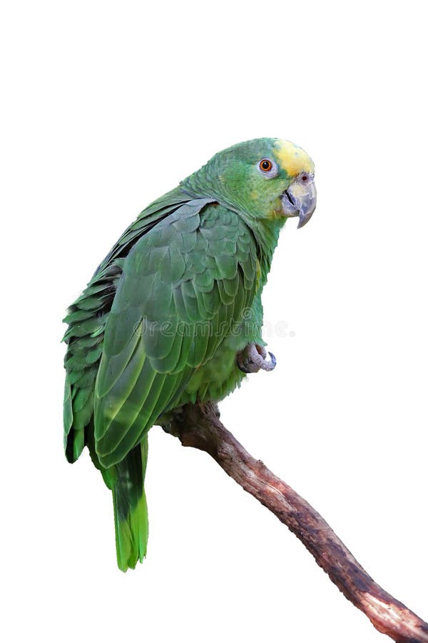 желтый цвет попыгая macaw пер зеленый