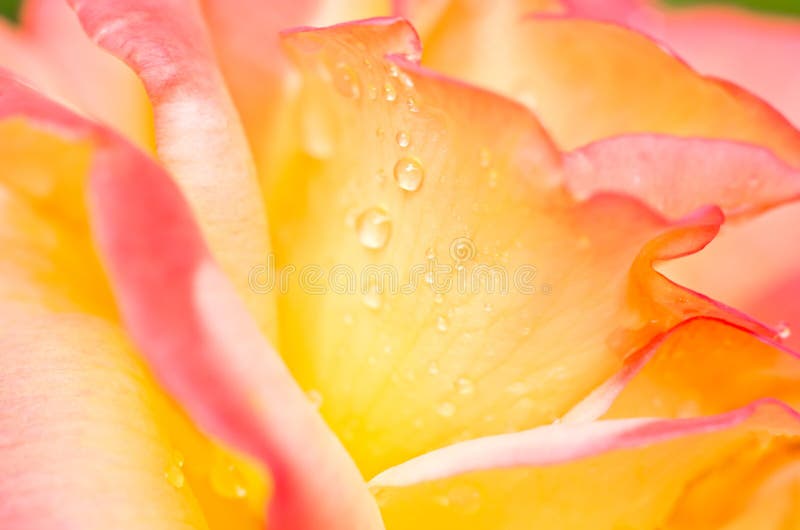 желтый цвет розы пинка цветка