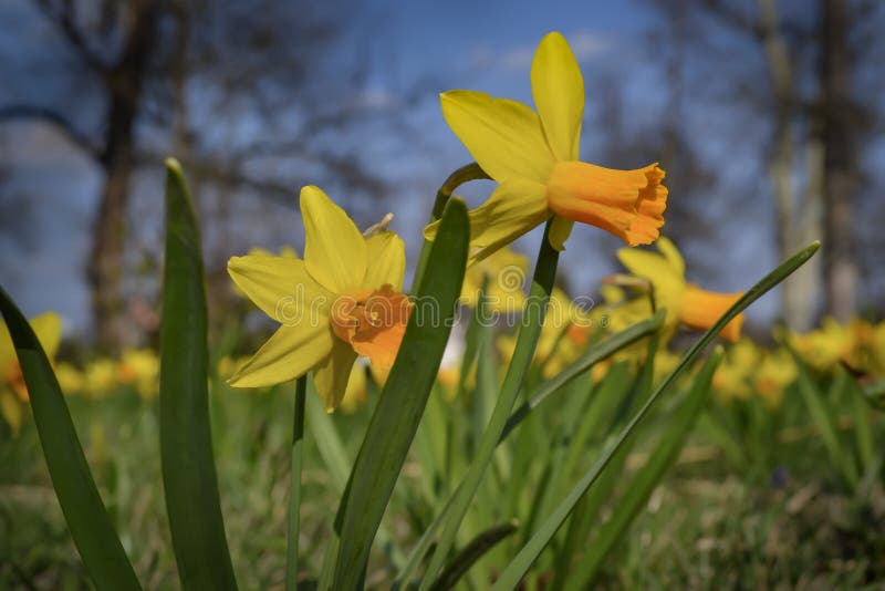 Желтый цветок daffodil в саде стоковые изображения rf Желтый цветок daffodil в саде стоковые изображения rf