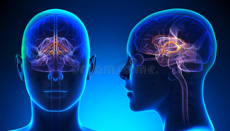 Женская анатомия мозга Limbic системы - голубая концепция бесплатная иллюстрация Женская анатомия мозга Limbic системы - голубая концепция бесплатная иллюстрация