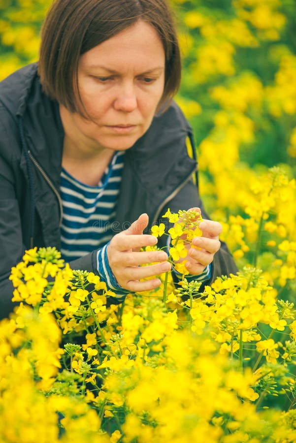 Женский agronomist в поле зацветая рапса стоковая фотография Женский agronomist в поле зацветая рапса стоковая фотография