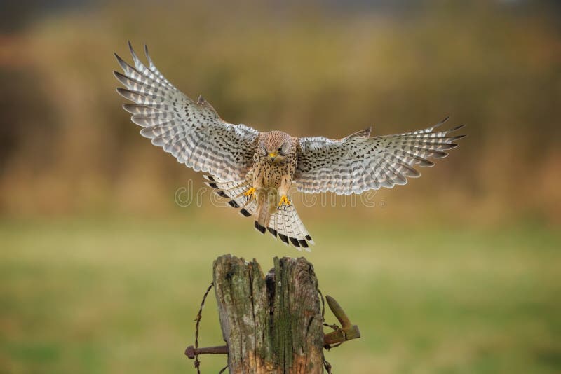 Женский kestrel приходя внутри приземлиться стоковые фотографии rf