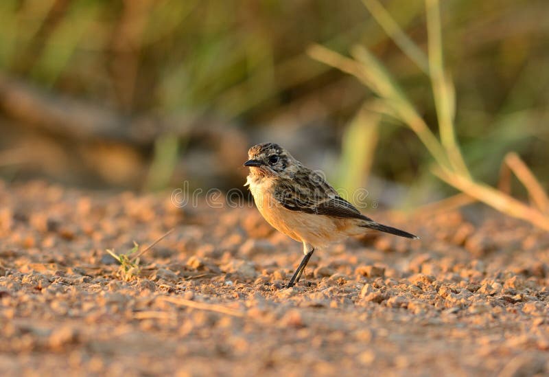 Женское восточное Stonechat (stejnegeri Saxicola) стоковые изображения rf Женское восточное Stonechat (stejnegeri Saxicola) стоковые изображения rf