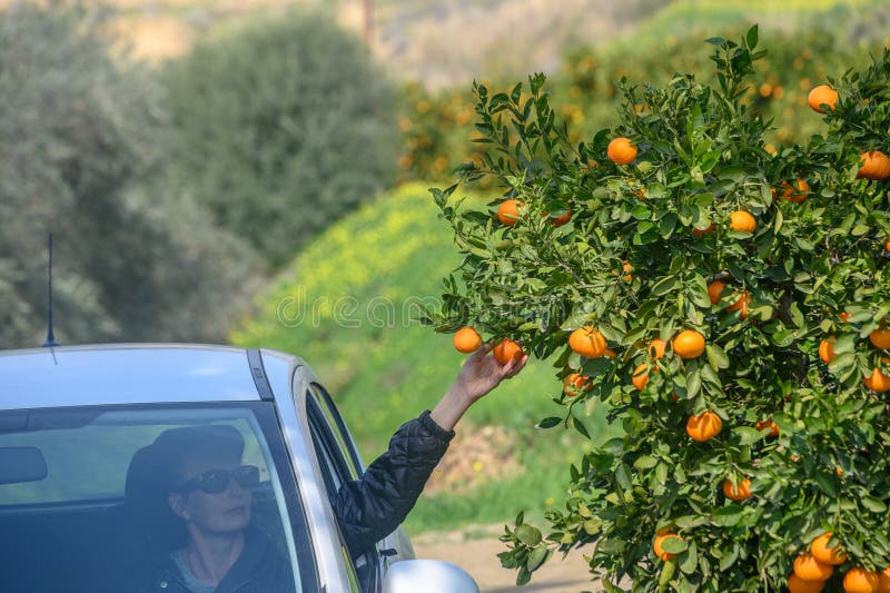 women picking tangerines from a car on tree branches in Cyprus 2. women picking tangerines from a car on tree branches in Cyprus 2