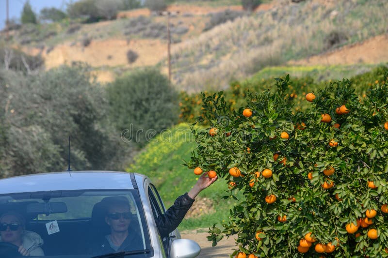 women picking tangerines from a car on tree branches in Cyprus 1. women picking tangerines from a car on tree branches in Cyprus 1