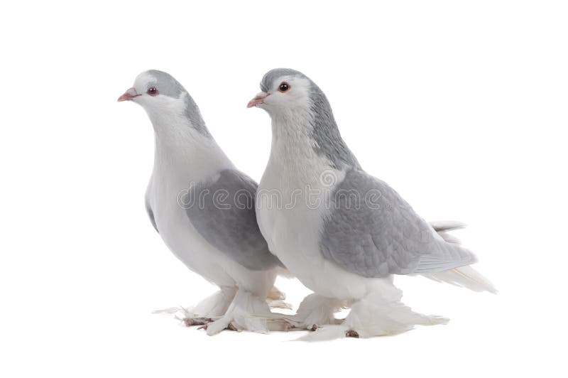 Female and male lahore pigeons isolated on white background. Female and male lahore pigeons isolated on white background