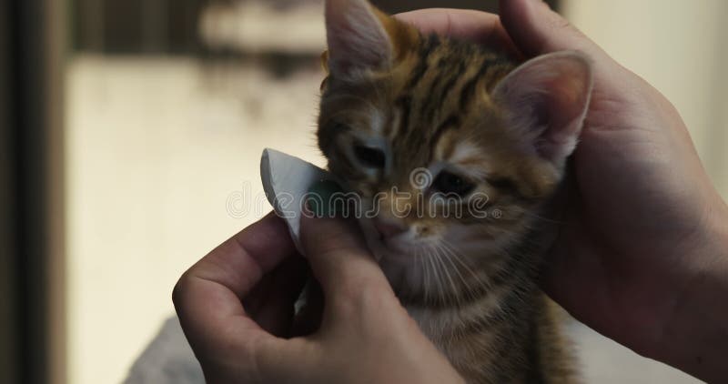 женщины ласкают глаза маленького котенка хлопчатобумажной панелью.