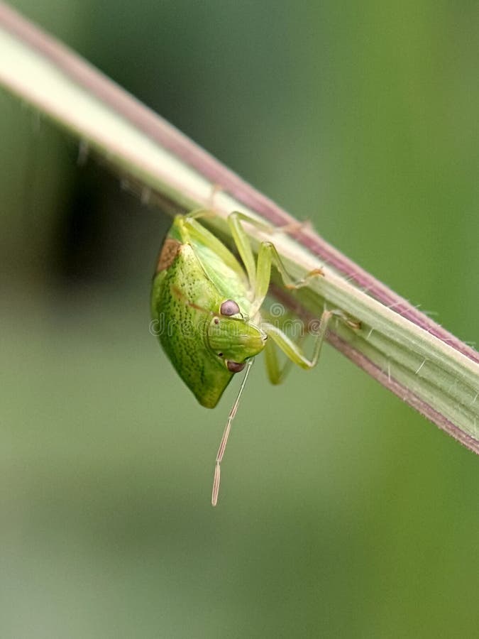 Живая зелёная вонючая ошибка Pentatomoidea цепляется за стебель. стоковые изображения rf