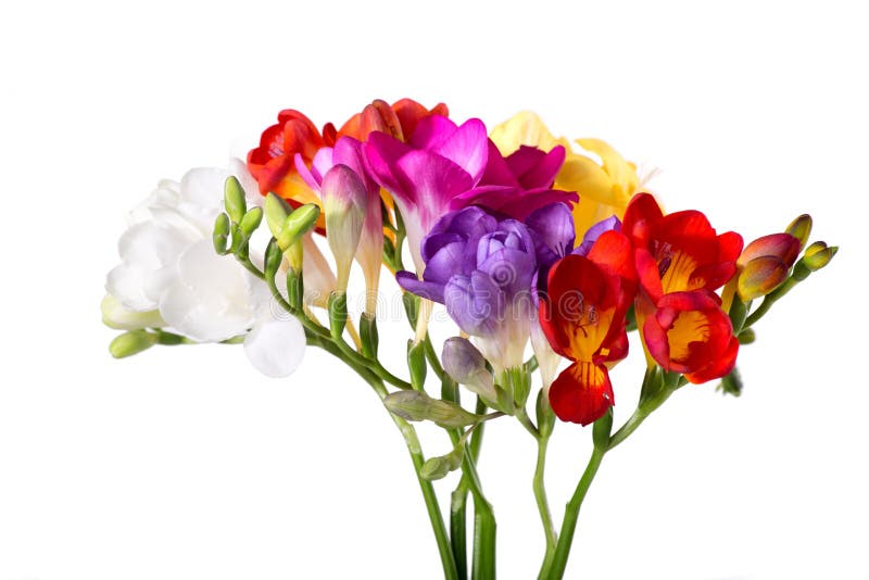 Живой букет freesias изолированный на белой предпосылке стоковое фото rf Живой букет freesias изолированный на белой предпосылке стоковое фото rf