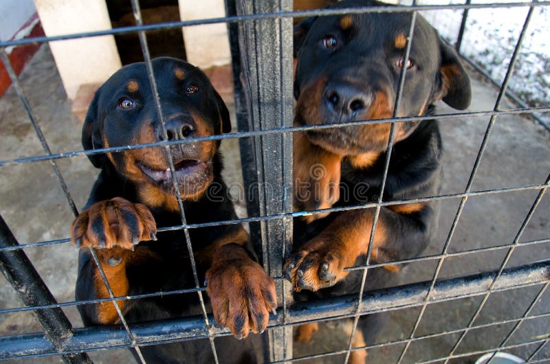 животное укрытие rottweilers стоковые фото животное укрытие rottweilers стоковые фото
