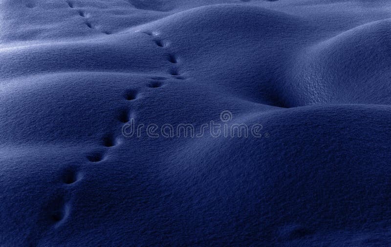 Animal tracks left in the snow at night. Animal tracks left in the snow at night.