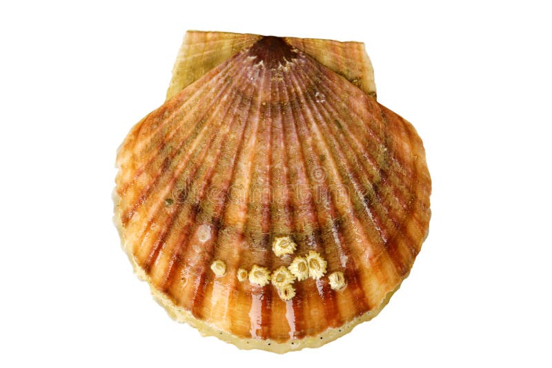 Живые морские гребешки Patinopecten yessoensis с морскими акурами на скорлупе, изолированной на белом фоне стоковое изображение Живые морские гребешки Patinopecten yessoensis с морскими акурами на скорлупе, изолированной на белом фоне стоковое изображение