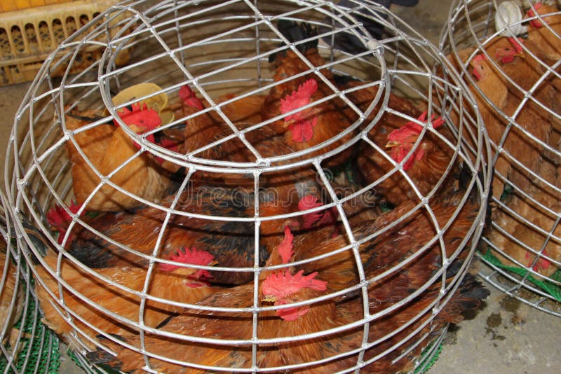 Живые цыпленки могут возвратить вирус Sars и вирус H7N9 в Китае, Азии, Европе и США стоковое изображение rf Живые цыпленки могут возвратить вирус Sars и вирус H7N9 в Китае, Азии, Европе и США стоковое изображение rf