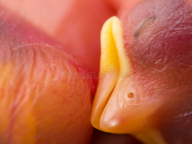 Small bird freshly born from egg. Small bird freshly born from egg