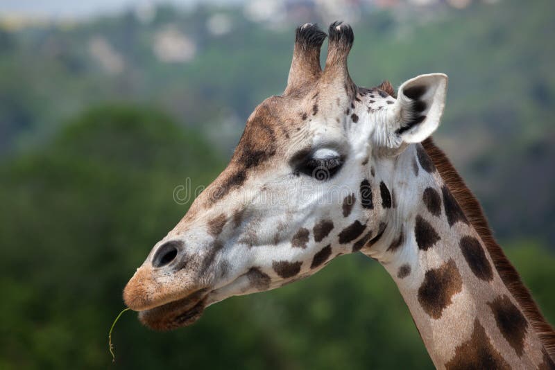Жираф Rothschild (rothschildi camelopardalis Giraffa) стоковое фото Жираф Rothschild (rothschildi camelopardalis Giraffa) стоковое фото