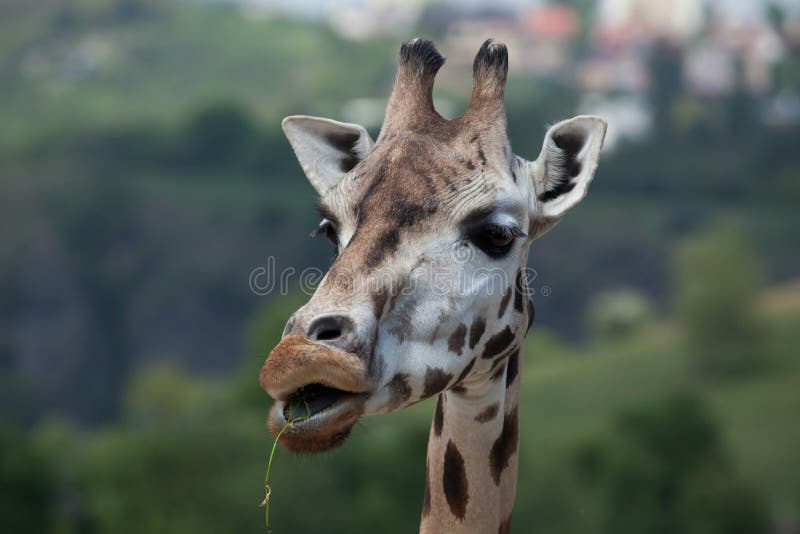 Жираф Rothschild (rothschildi camelopardalis Giraffa) стоковое изображение rf Жираф Rothschild (rothschildi camelopardalis Giraffa) стоковое изображение rf