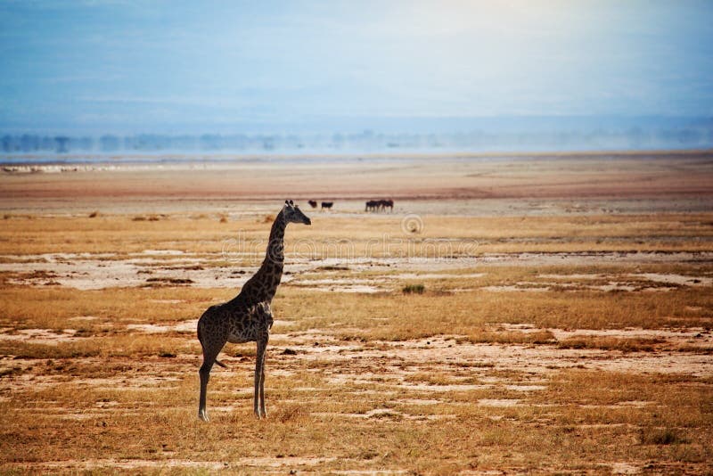Жираф на саванне. Сафари в Amboseli, Кении, Африке стоковое изображение rf Жираф на саванне. Сафари в Amboseli, Кении, Африке стоковое изображение rf