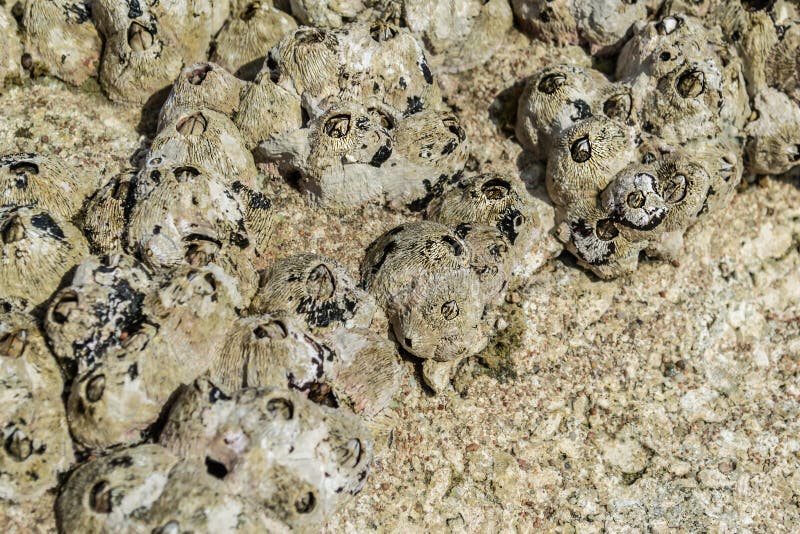 Жолуди на каменной предпосылке, конец-вверх Желтого моря стоковая фотография Жолуди на каменной предпосылке, конец-вверх Желтого моря стоковая фотография