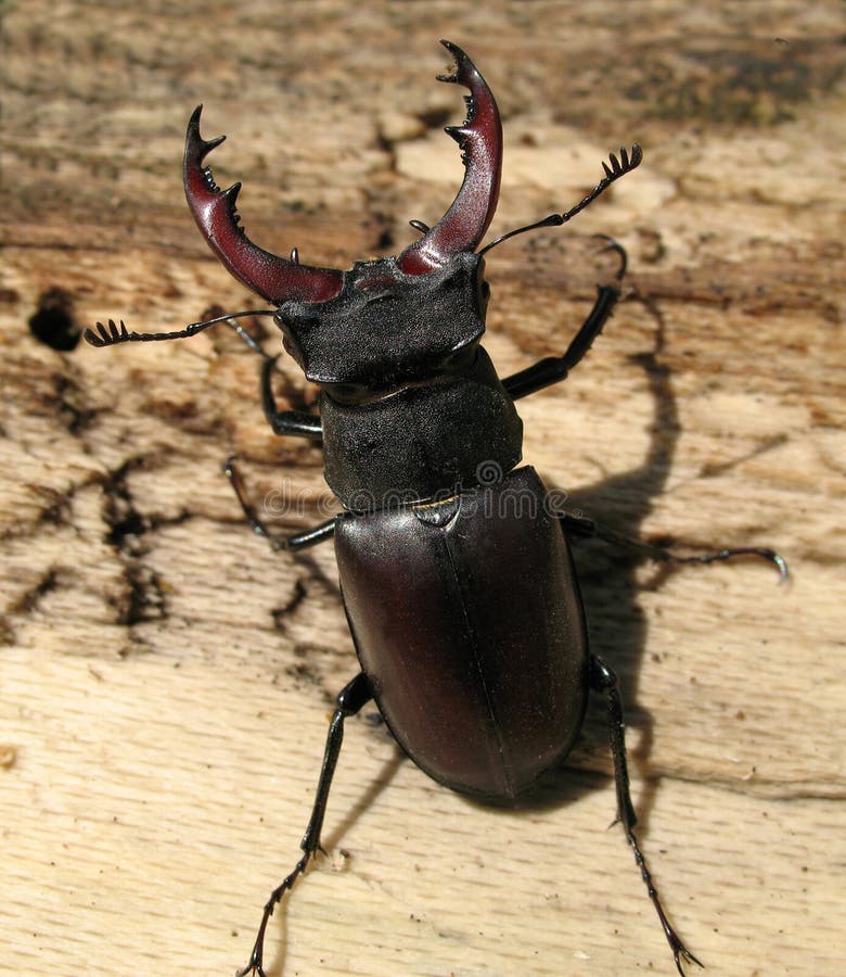 Close up of large stag beetle. Close up of large stag beetle