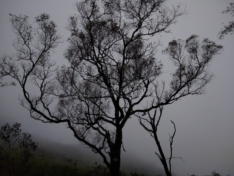 жуткое дерево в туманном лесу ponmudi холм станции thiruvananthapuram керала пейзаж стоковые фотографии rf