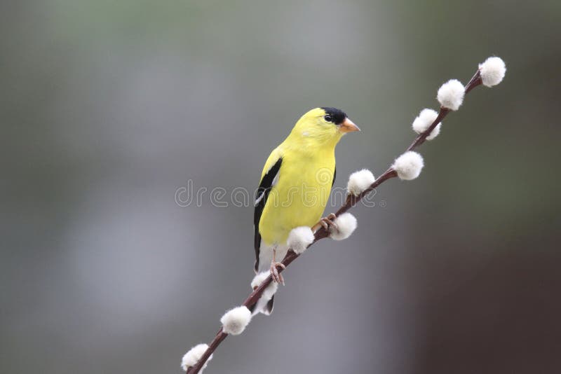 жёлтый американец голдфинч весной окунается на pussy willow  стоковая фотография