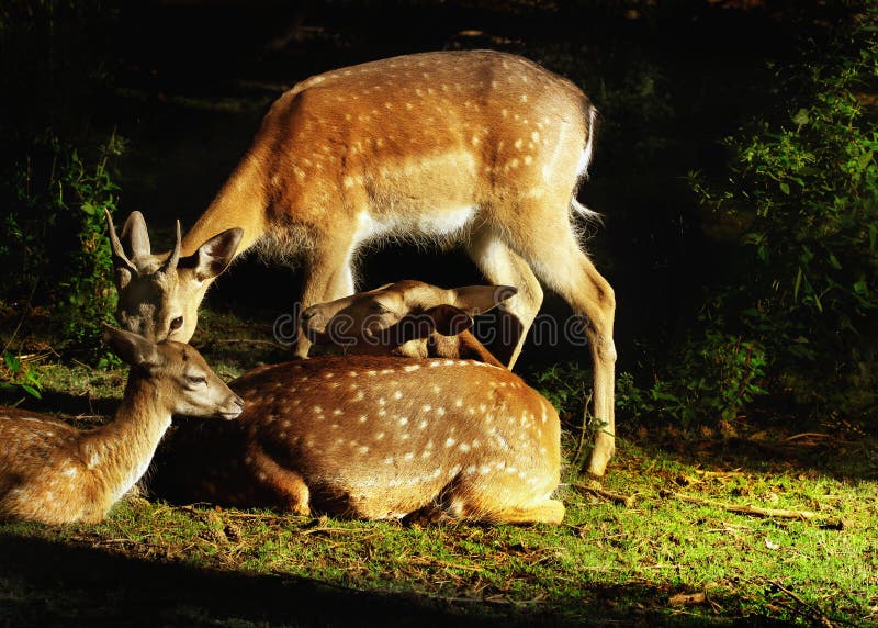 Залежные deers стоковые изображения rf Залежные deers стоковые изображения rf