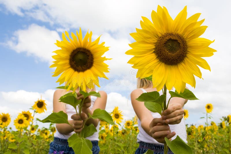 Portrait of cute girls hiding behind sunflowers on sunny day. Portrait of cute girls hiding behind sunflowers on sunny day