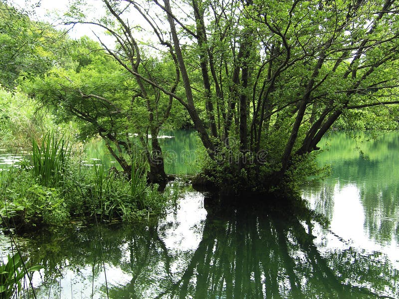 A landscape of forested wetlands or standing swamp with lush, green foliage. A landscape of forested wetlands or standing swamp with lush, green foliage.