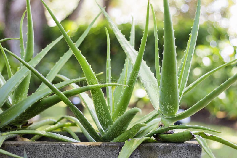 Close up Aloe Vera Plant, outdoor pots. Close up Aloe Vera Plant, outdoor pots