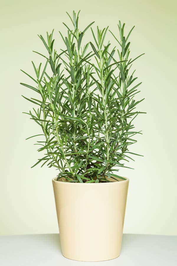 Rosemary plant in a light yellow pot on light green background. Rosemary plant in a light yellow pot on light green background