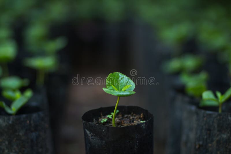 Coffee tree plant seed in nature. Coffee tree plant seed in nature