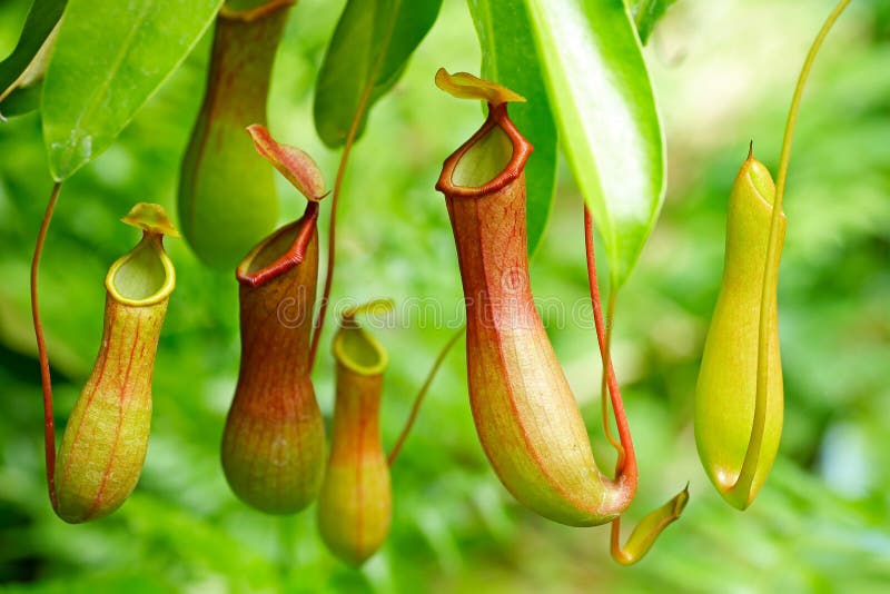 Завод мясоеда Nepenthes тропический стоковые изображения Завод мясоеда Nepenthes тропический стоковые изображения