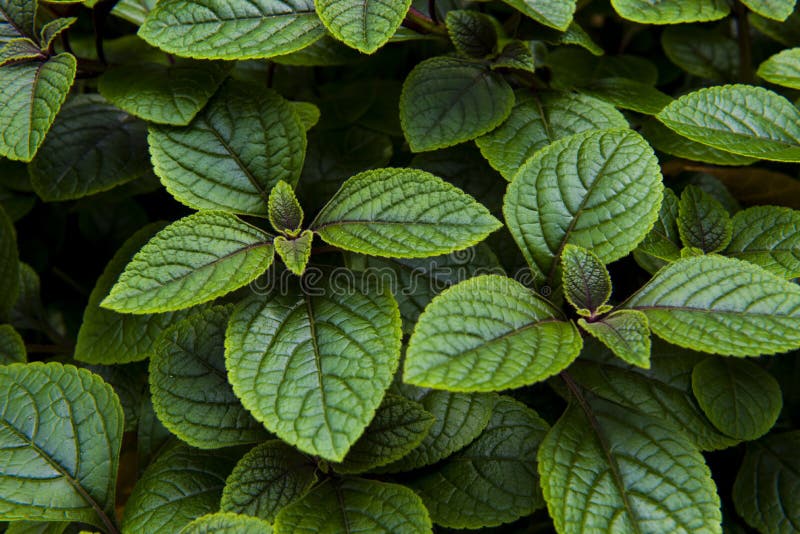 Close-up shoot of green peppermint plant. Close-up shoot of green peppermint plant.