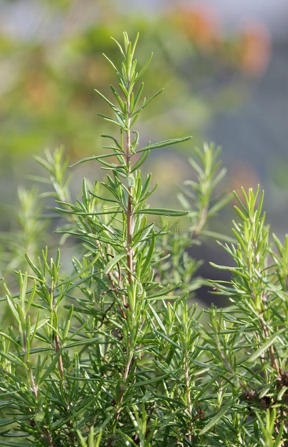 Close up of rosemary plant in the nature. Close up of rosemary plant in the nature