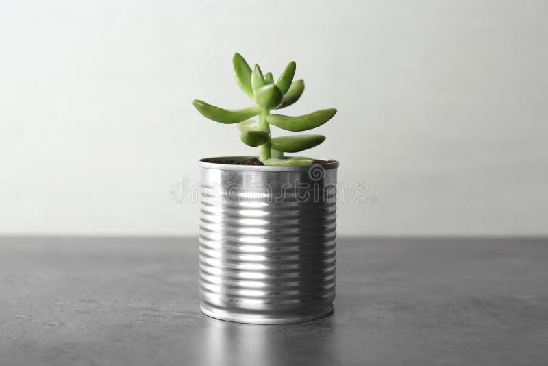 Завод echeveria в жестяной коробке на сером каменном большом плане таблицы стоковая фотография rf
