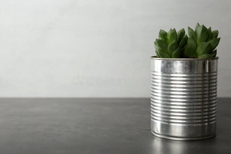 Завод echeveria в жестяной коробке на сером каменном большом плане таблицы. Пространство для текста стоковое изображение rf
