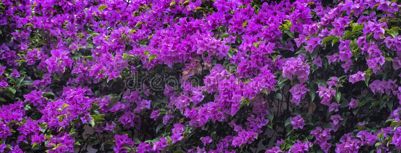 Завод spectabilis бугинвилии стоковая фотография Завод spectabilis бугинвилии стоковая фотография