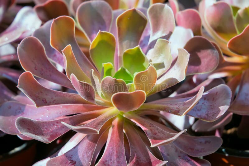 Завод Succulent Aeonium конец вверх стоковая фотография rf Завод Succulent Aeonium конец вверх стоковая фотография rf