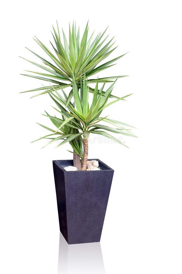 House plant - yucca on white background. House plant - yucca on white background