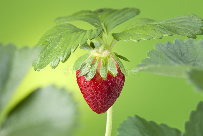 A strawberry plant attached to a strawberry plant with a green background. Can be paired with image no. 26681320. A strawberry plant attached to a strawberry plant with a green background. Can be paired with image no. 26681320