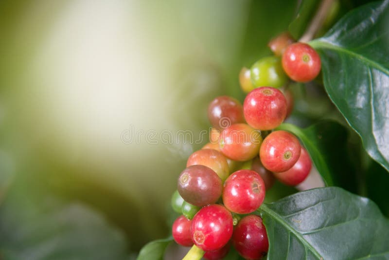 Завод кофе Arabica в ферме земледелия Кофейные зерна зрея на дереве на севере Таиланда Группа в составе зрелые и сырцовые ягоды к стоковые изображения Завод кофе Arabica в ферме земледелия Кофейные зерна зрея на дереве на севере Таиланда Группа в составе зрелые и сырцовые ягоды к стоковые изображения