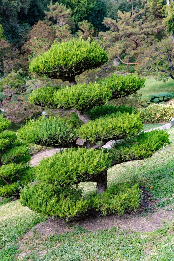 Завод можжевельника или Juniperus Голливуд Chinensis стоковая фотография rf Завод можжевельника или Juniperus Голливуд Chinensis стоковая фотография rf