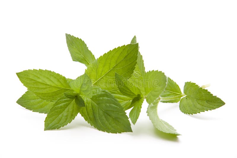 Peppermint plant onto white background. Peppermint plant onto white background