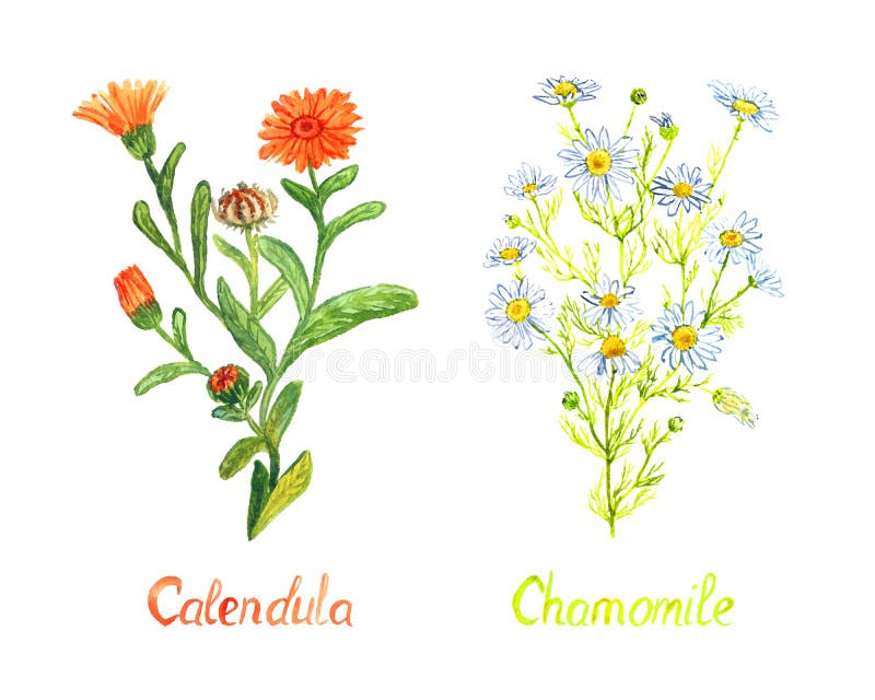 Заводы Calendula и стоцвета при цветки и бутоны, изолированные на белой руке предпосылки покрасили иллюстрацию акварели стоковое изображение rf Заводы Calendula и стоцвета при цветки и бутоны, изолированные на белой руке предпосылки покрасили иллюстрацию акварели стоковое изображение rf