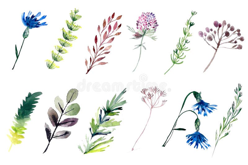 Заводы поля Watercolour Иллюстрация цветков установленная иллюстрация вектора Заводы поля Watercolour Иллюстрация цветков установленная иллюстрация вектора