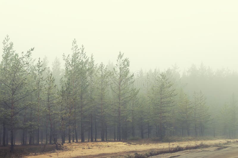 Загадочный coniferous лес около сельской грязной улицы предусматриванной с густым туманом в предыдущем утре осени Сосны с сильным стоковое изображение rf Загадочный coniferous лес около сельской грязной улицы предусматриванной с густым туманом в предыдущем утре осени Сосны с сильным стоковое изображение rf